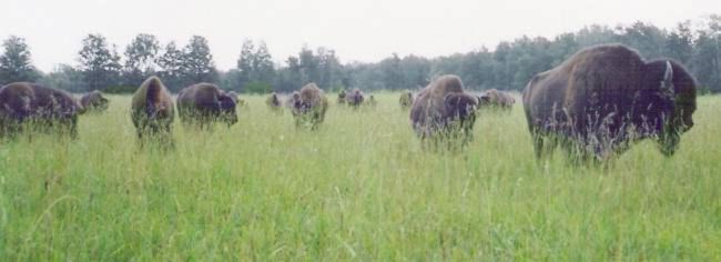 Our Nutritious Grassfed Buffalo